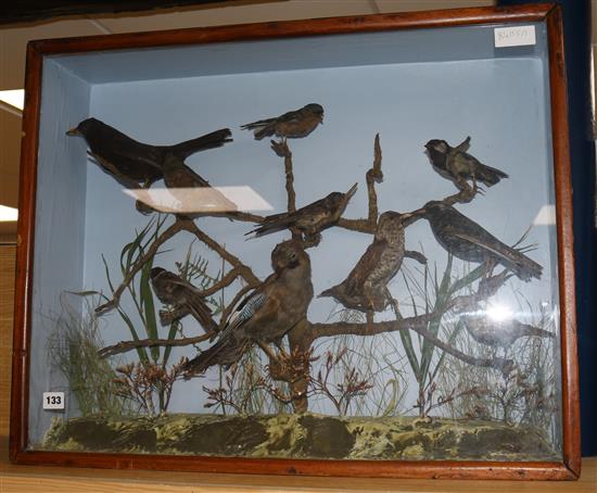 A taxidermic bird display in a case